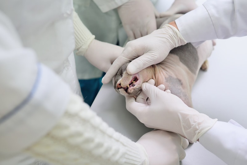 sphynx cat teeth check by vet