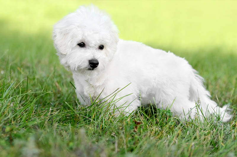 Teacup Bichon Frise: Info, Pictures, Temperament & Traits