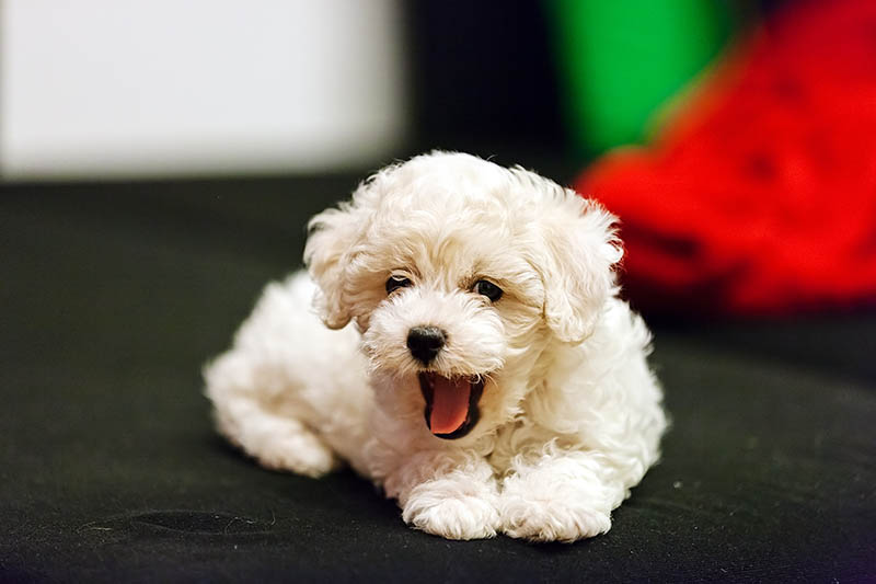 Why Do Puppies Whine? 8 Vet-Verified Reasons