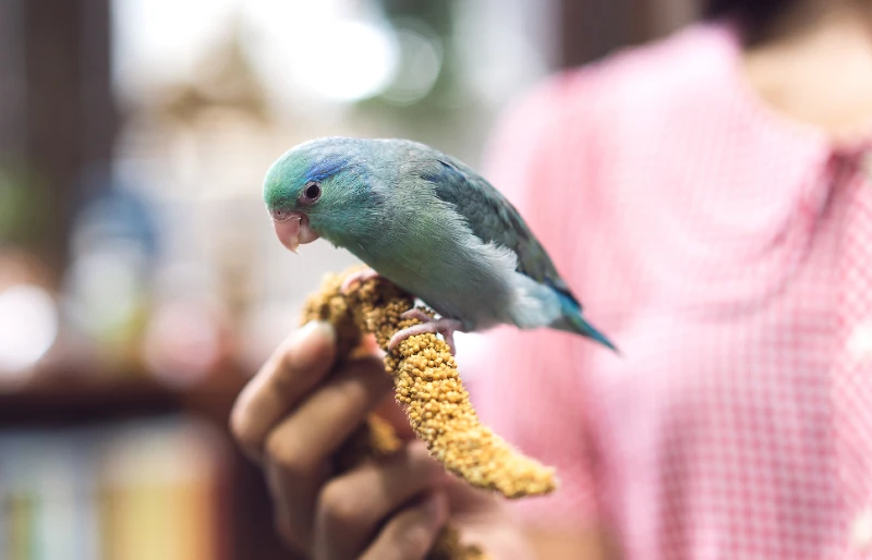 National Pet Bird Day 2026: When Is It & How You Can Celebrate