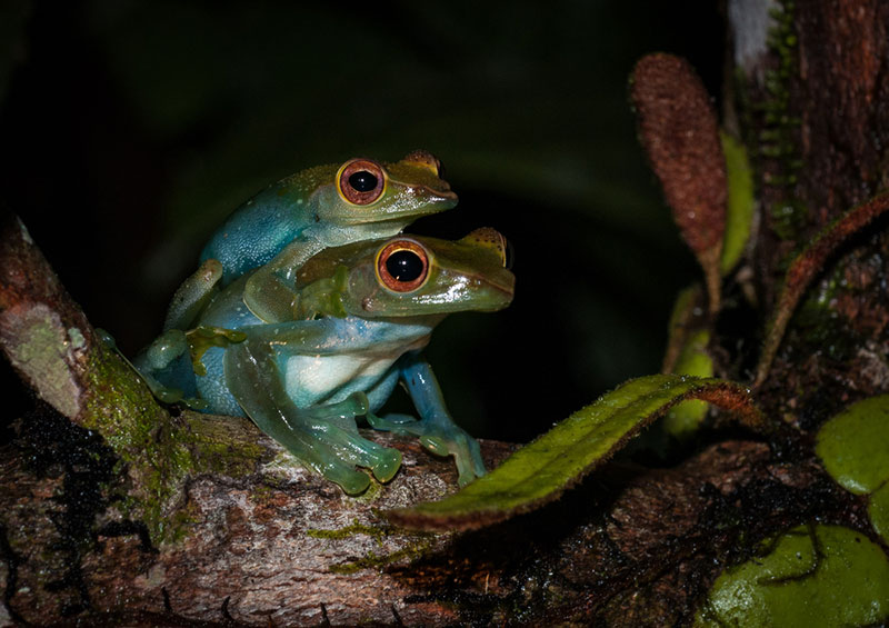 How to Breed Frogs in 10 Vet-Approved Steps