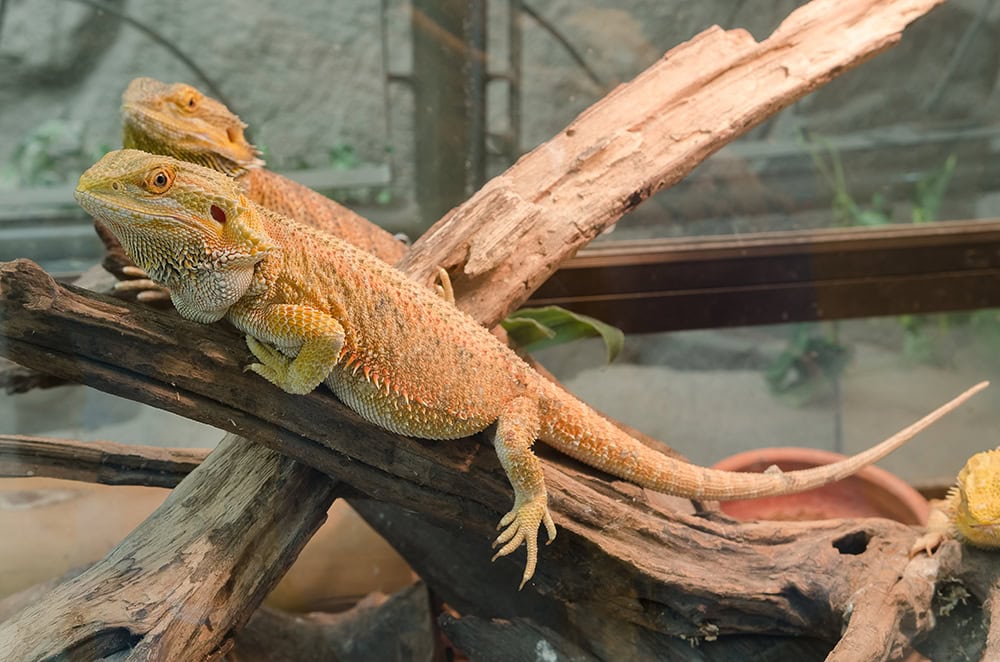 How Big Do Bearded Dragons Get? Average Weight & Growth Chart