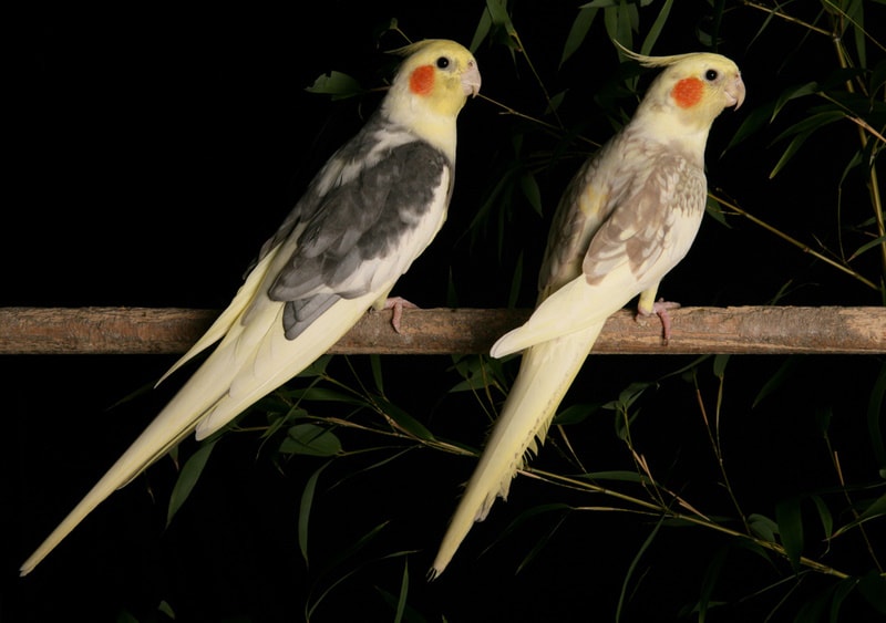 Can Cockatiels See in the Dark? Vet-Approved Science & Information