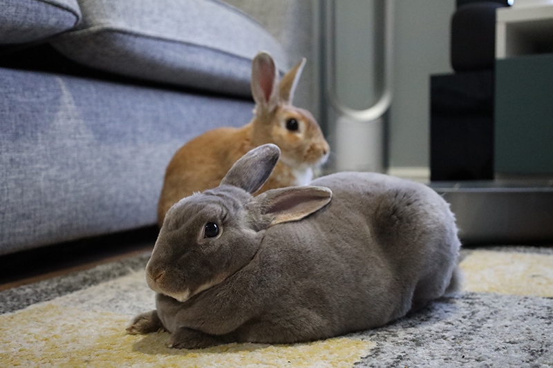 Mini Rex Rabbit: Facts, Care, Diet, Pictures & More