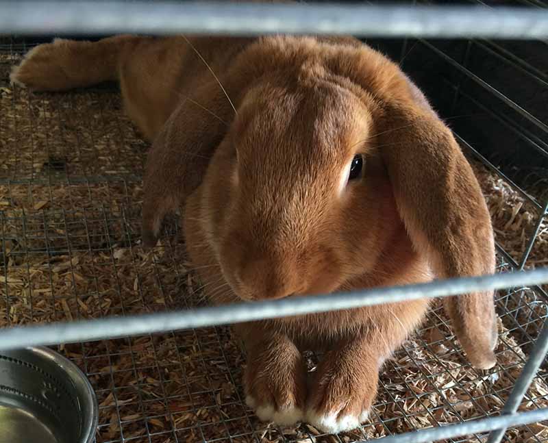 How Badly Do Rabbits Smell? Causes & Remedies