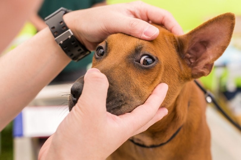 Why Are My Dog's Eyes Red & Bloodshot? Our Vet Discusses Causes & Health Tips