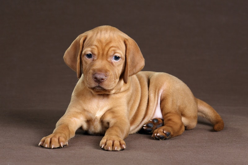Do Puppy Eyes Change Color? Vet-Verified Facts & FAQ