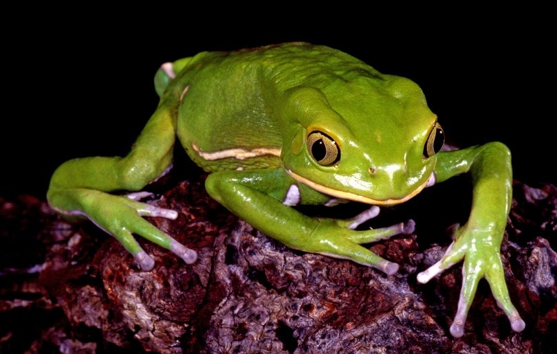 Why Do Frogs Croak at Night? Reasons, Science & FAQ