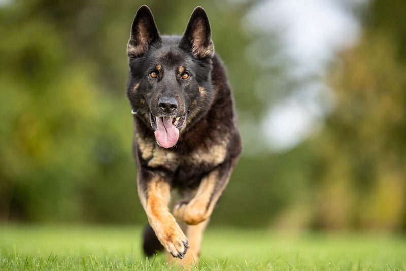 10 Vet-Verified Strongest Dog Breeds in The World: Info, Pictures, & More