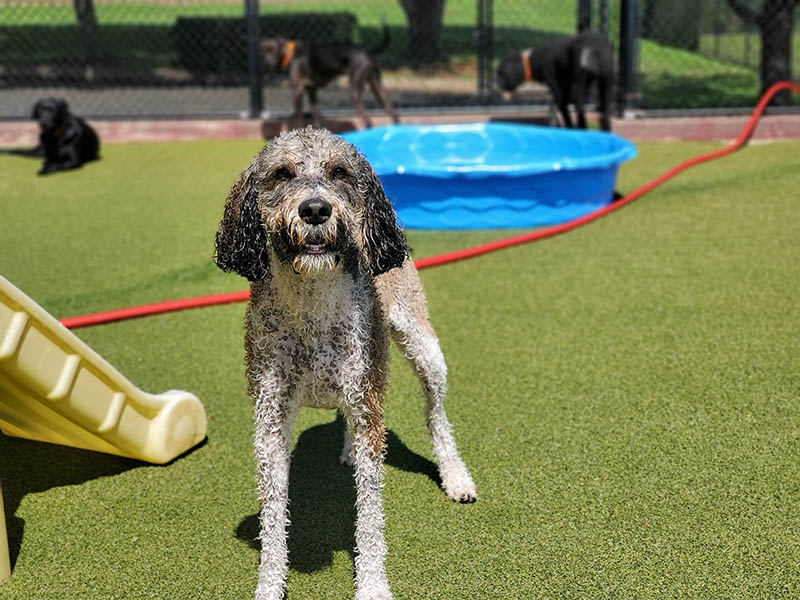 Portuguese Water Dog Poodle Mix: Info, Pictures, Care Guide & More