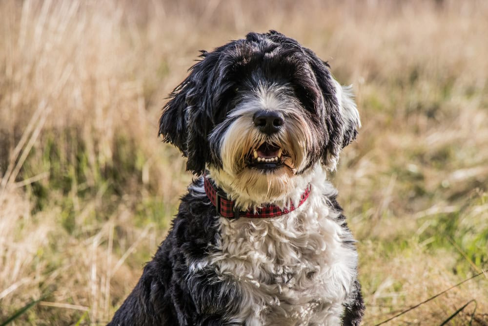 white and black Portuguese Water Dog wearing a collar face close up