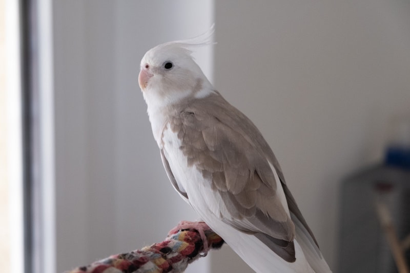 Whiteface Cockatiel: Facts, Origin & History (With Pictures)