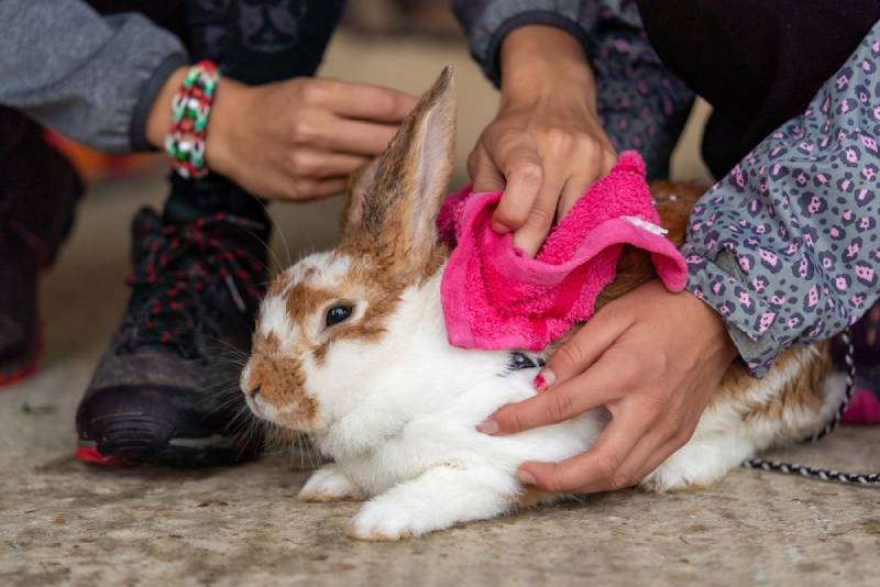 How to Bathe a Rabbit: Vet Reviewed Facts & Tips