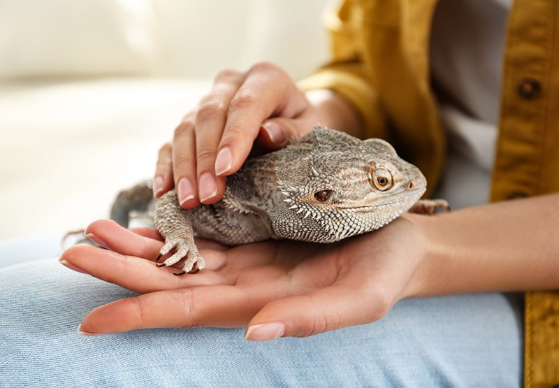 Do Bearded Dragons Like to Cuddle? Vet-Approved Reptile Bonding Facts