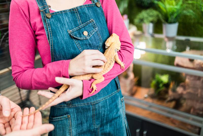 Do Bearded Dragons Like To Be Pet? How to Do It Right