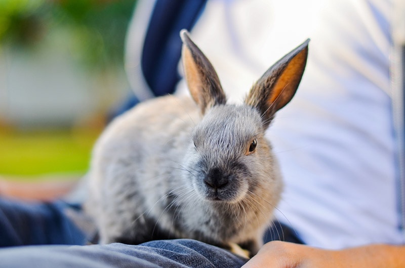 How to Play With Your Rabbit: 10 Great Ideas