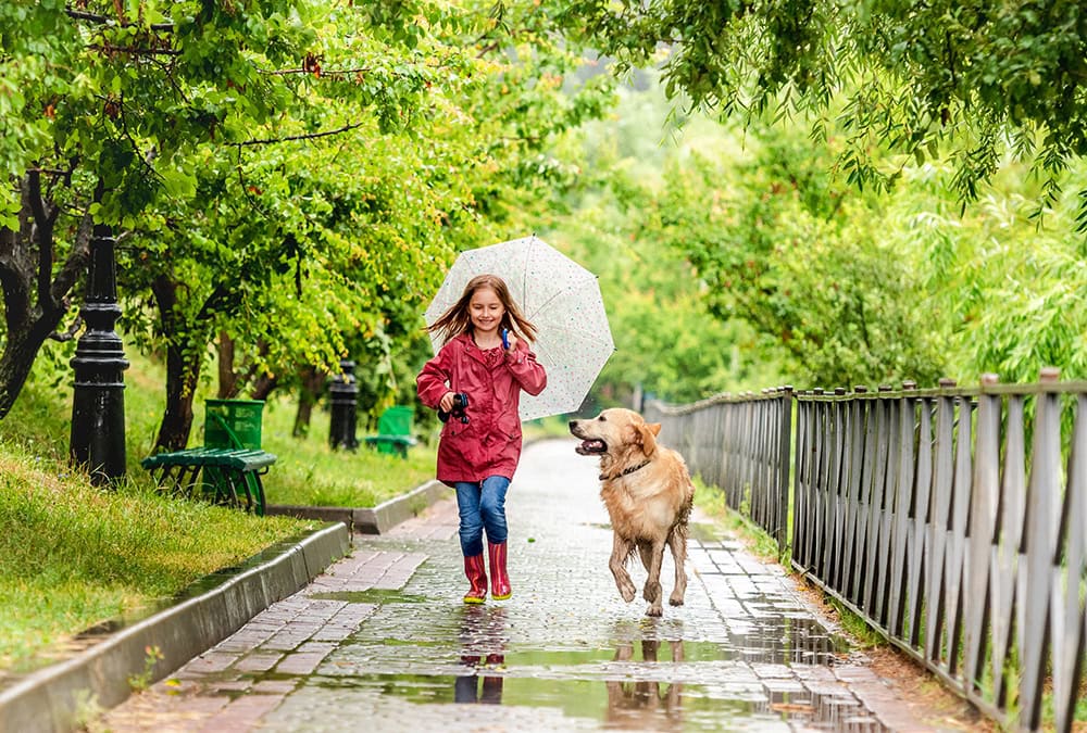 How to Walk a Dog in the Rain: 7 Expert Tips