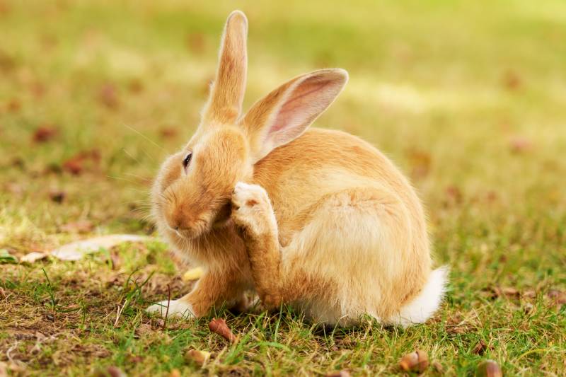 Why Do Rabbits Scratch? 6 Possible Reasons