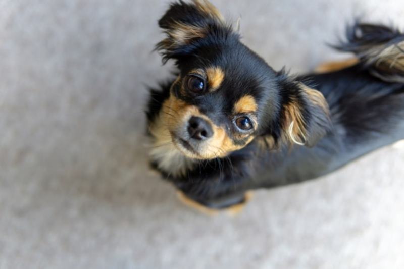 Dog Won't Lay Down? 6 Vet-Reviewed Reasons & Advice