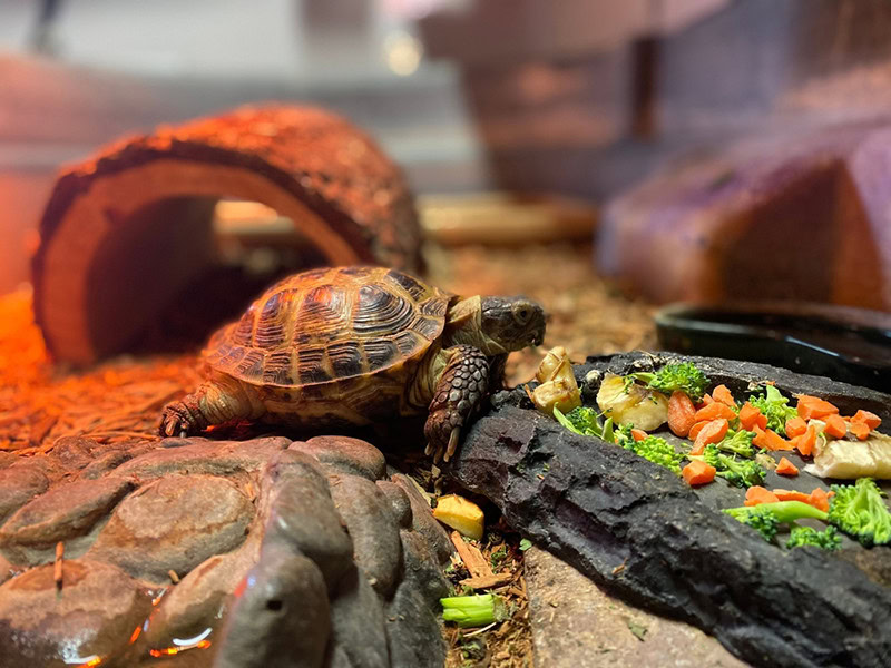 How to Take Care of a Baby Turtle? 11 Essential Tips