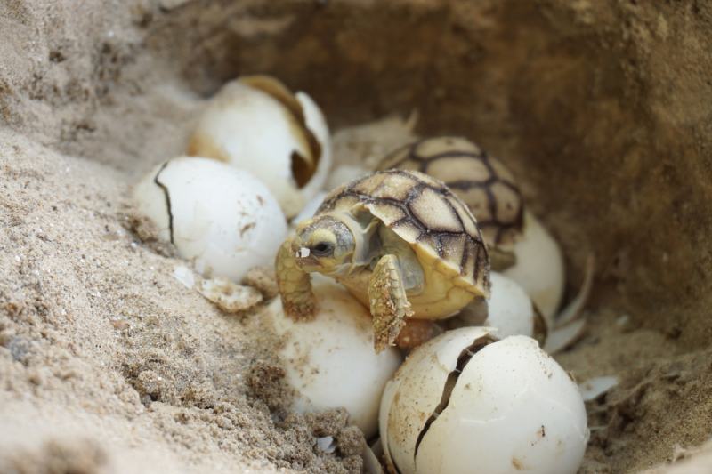 How To Breed Turtles: Vet-Reviewed Reproduction Process & Facts