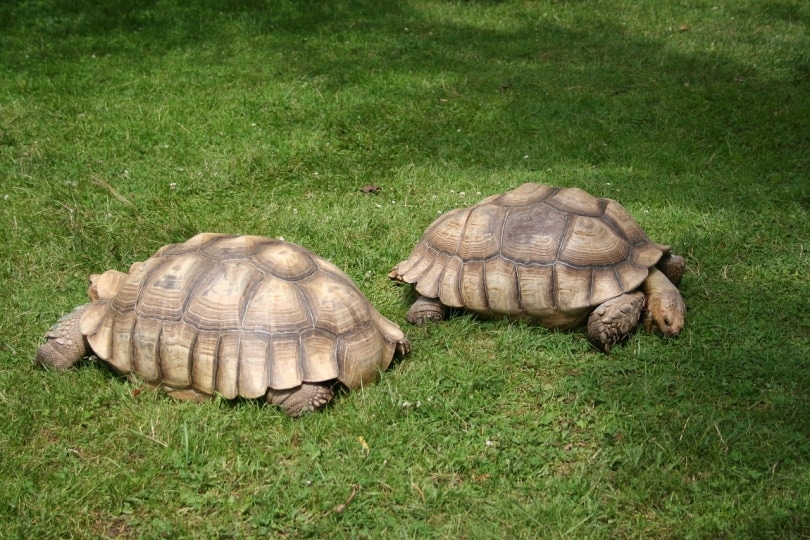 African-spurred-tortoises-in-the-grass