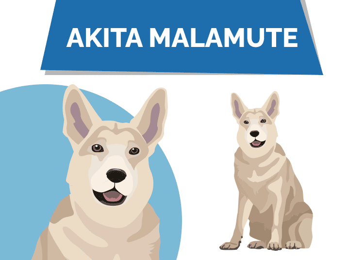 Akita Malamute Mix: Pictures, Care, Temperament & Traits