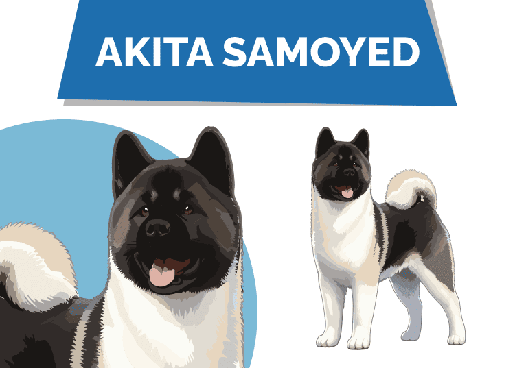 Akita Samoyed Mix: Pictures, Care, Temperament & Traits