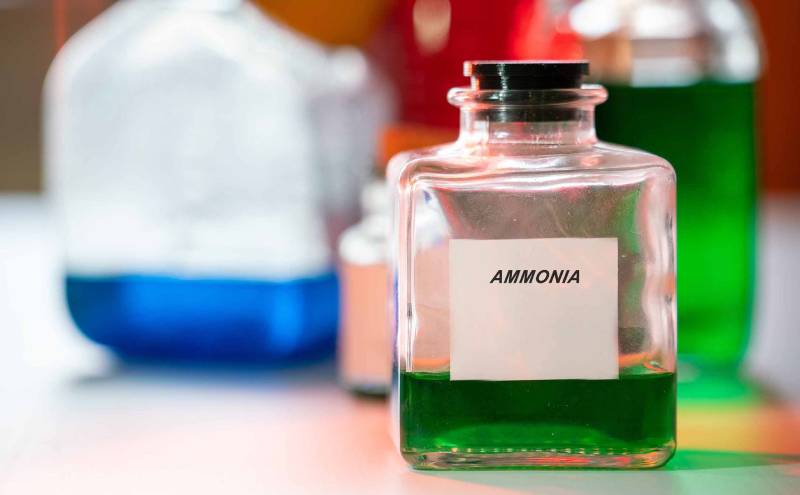 Does Ammonia Kill Fleas? Vet-Approved Safety & Effectiveness Guide