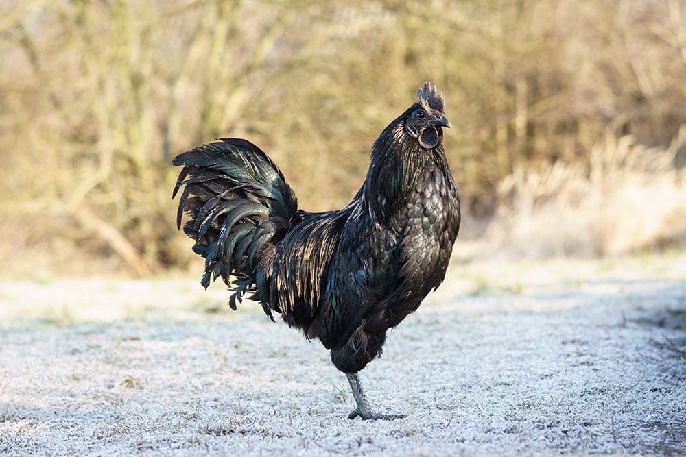 12 Rare & Exotic Pet Bird Species (With Info & Pictures)