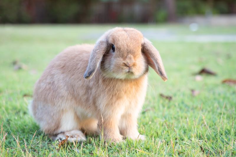 When Are Rabbits Most Active? Facts & FAQ