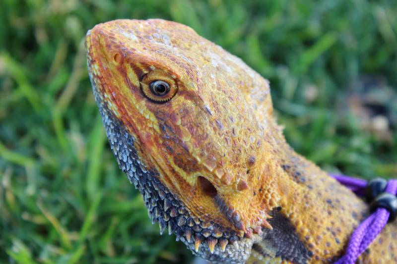 Bearded dragon on a leash