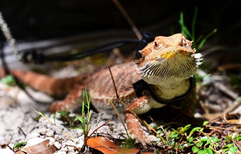 6 DIY Bearded Dragon Leash Plans You Can Make Today (With Pictures)