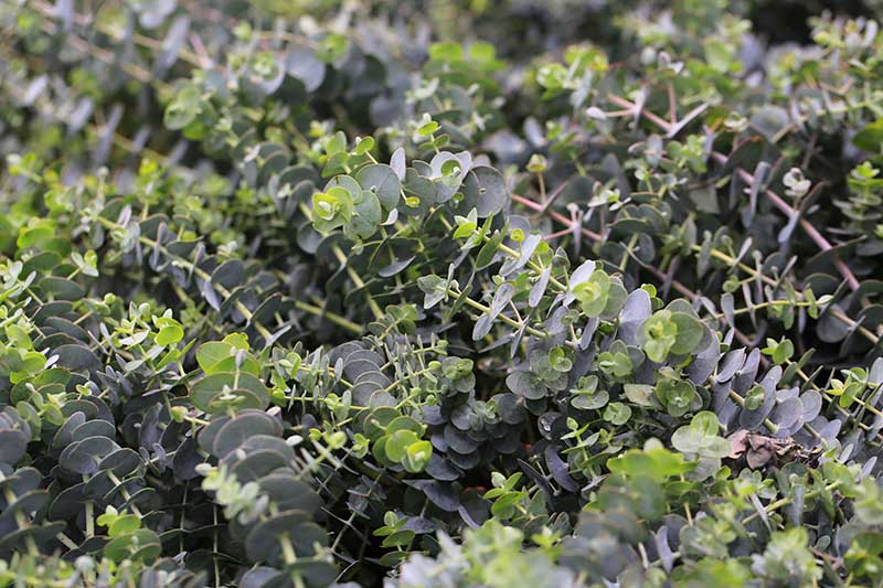 Is Eucalyptus Safe for Dogs? Vet-Approved Risks & Advice