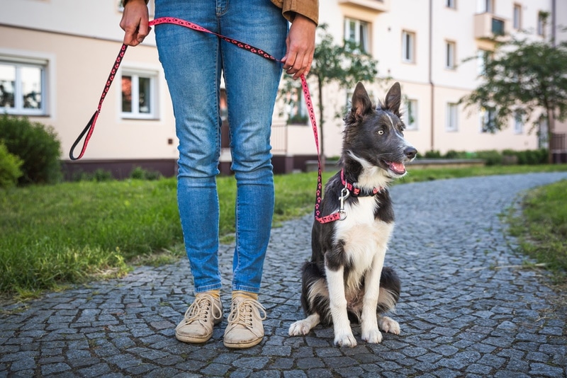 Why Your Dog Keeps Sitting Down While Walking: 4 Vet-Verified Possible Reasons
