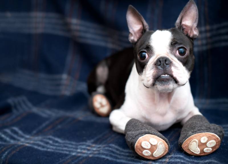 How to Protect Your Dog’s Paws in the Winter: 9 Expert Tips