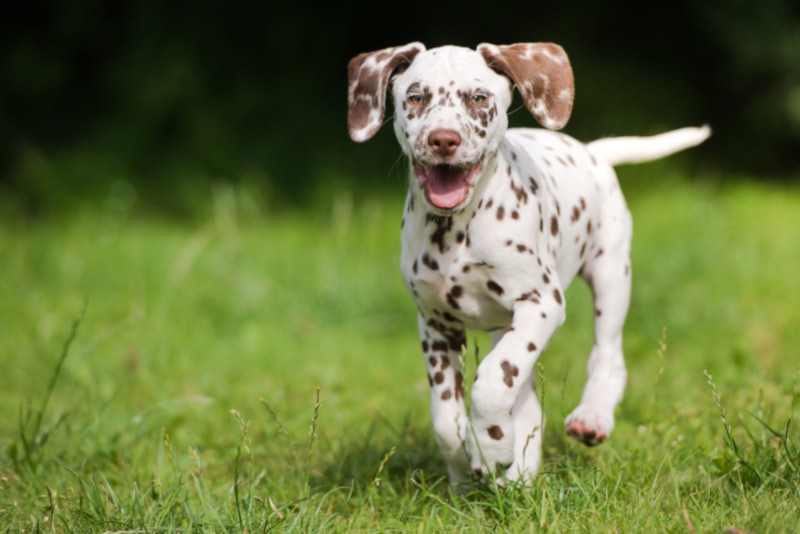 Why Is My Puppy Breathing So Fast? 8 Vet-Reviewed Reasons & FAQ