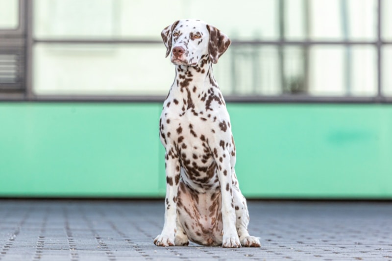 Brown (Liver Spotted) Dalmatian: Info, Pictures, Characteristics & History