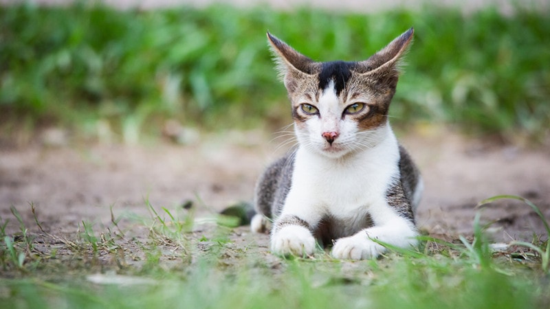 What Is My Cat’s IQ? Vet-Approved Facts & Tips