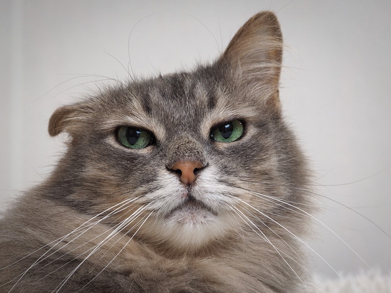 Cat Ears Drooping: Causes, Signs & Treatment (Vet Answer)