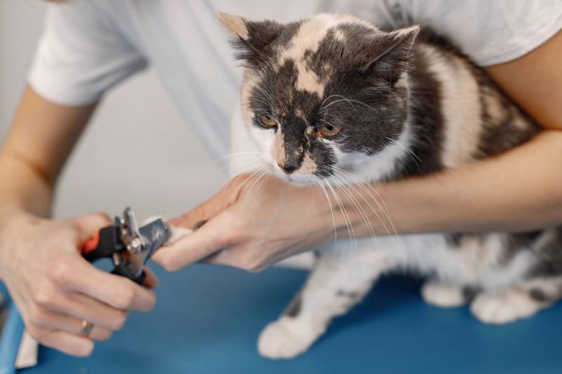 Can You Use Your Dog’s Nail Clippers on Cats? Vet-Approved Facts & Guide