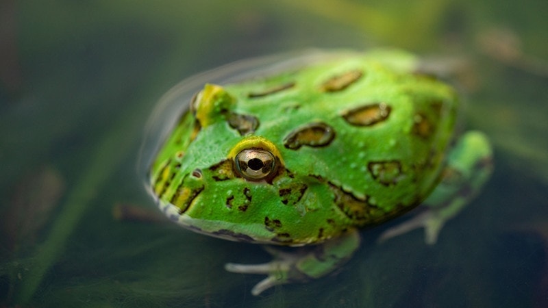 Do Frogs Lay Eggs? Interesting Reproductive Facts (Vet Reviewed)