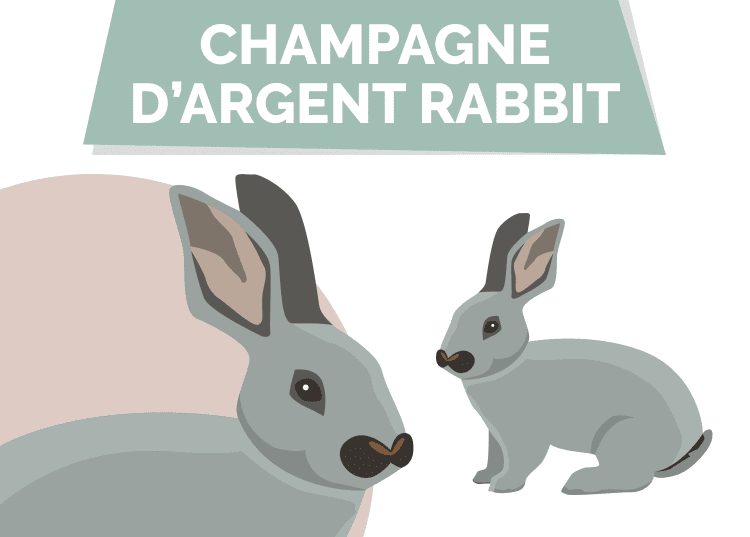 Champagne D’Argent Rabbit: Pictures, Care Guide, Lifespan & Traits