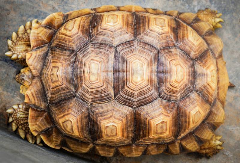 How to Tell if a Turtle Is Dead: 8 Vet-Reviewed Signs to Look For