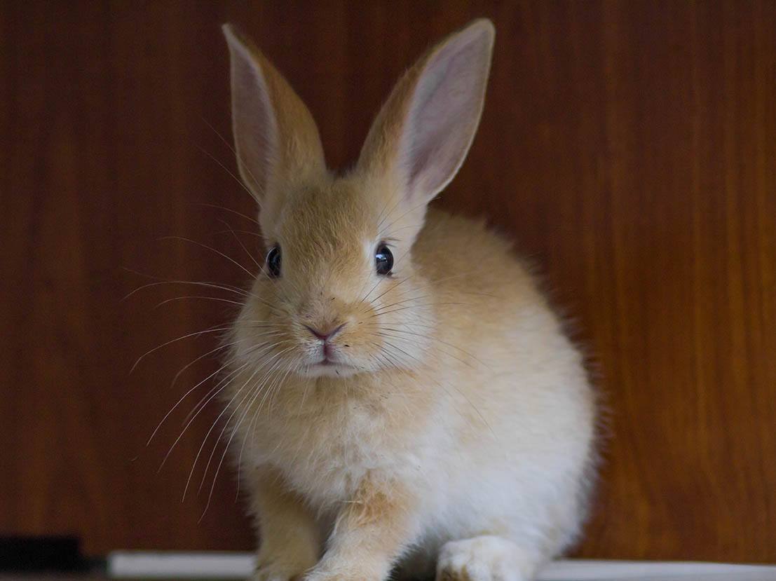 Creme D’Argent Rabbit: Info, Pictures, Care Guide, Lifespan & More