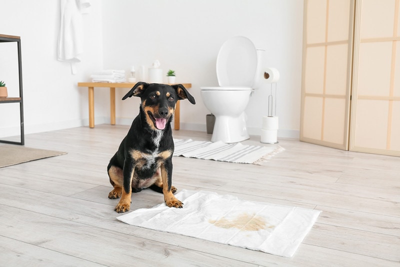How to Potty Train an Older Dog: Vet Approved Step-By-Step Guide