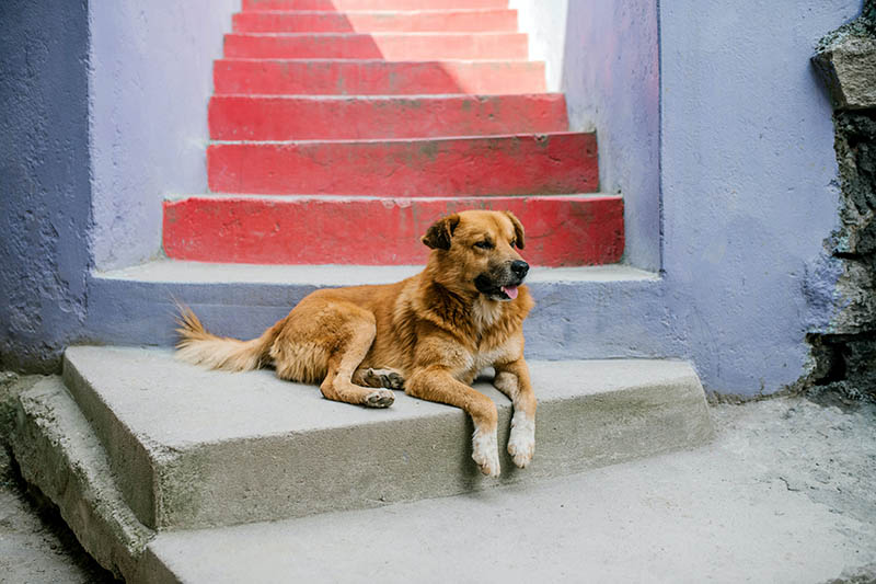 When Is Mayday for Mutts? 2026 Update & How to Celebrate It