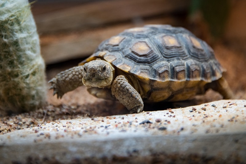 How to Take Care of a Tortoise: Vet-Approved Guide