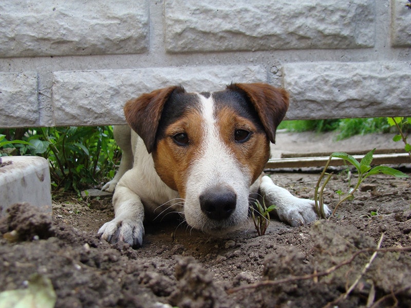 How to Keep Dogs From Digging Under a Fence: 6 Helpful Ways