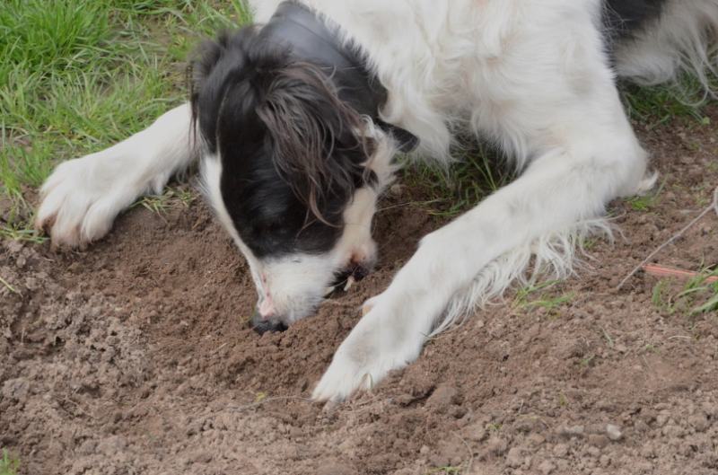 Why Does My Dog Eat Dirt? 5 Vet-Reviewed Reasons
